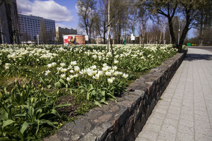 Tulipany przy Teatrze Muzycznym