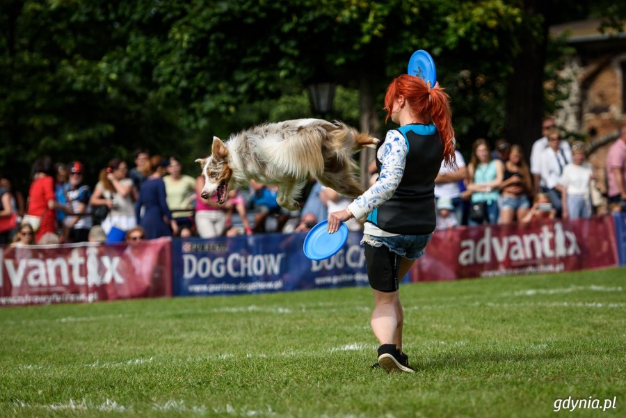 Zawody Latających Psów 2017 - Park Kolibki, Gdynia // fot.Dawid Linkowski