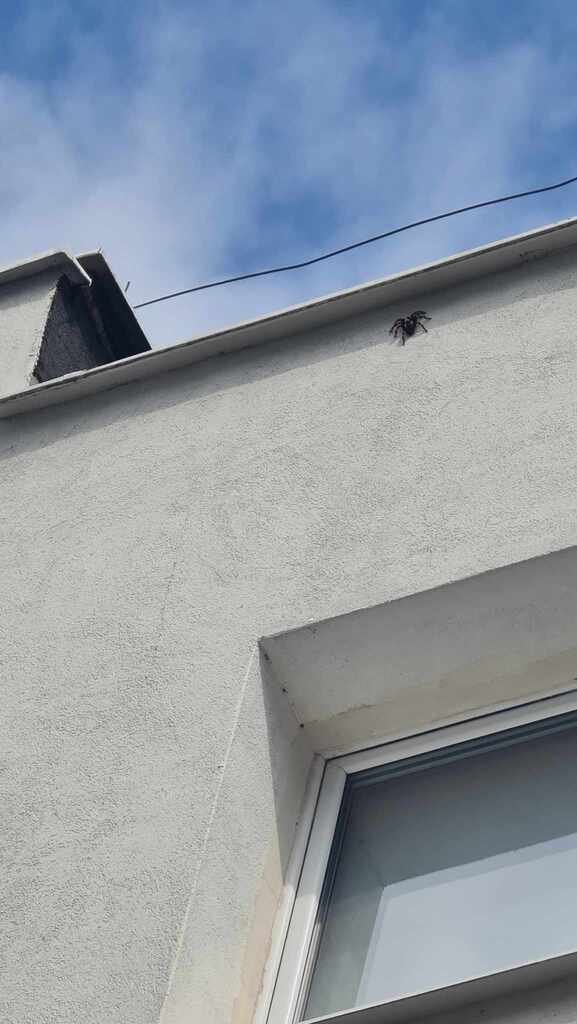 Ptasznik na ścianie kamienicy. Fot. Zygmunt Gołąb 