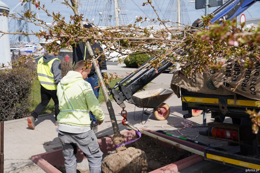 Mężczyźni sadzą drzewa przy Alei Jana Pawła II