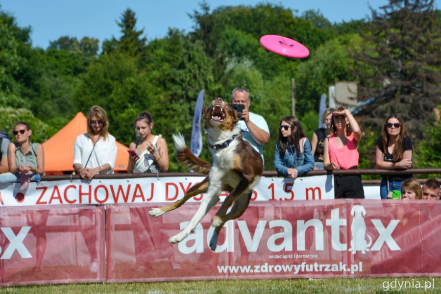 Latające Psy w gdyńskim parku Kolibki // fot. Paweł Kukla