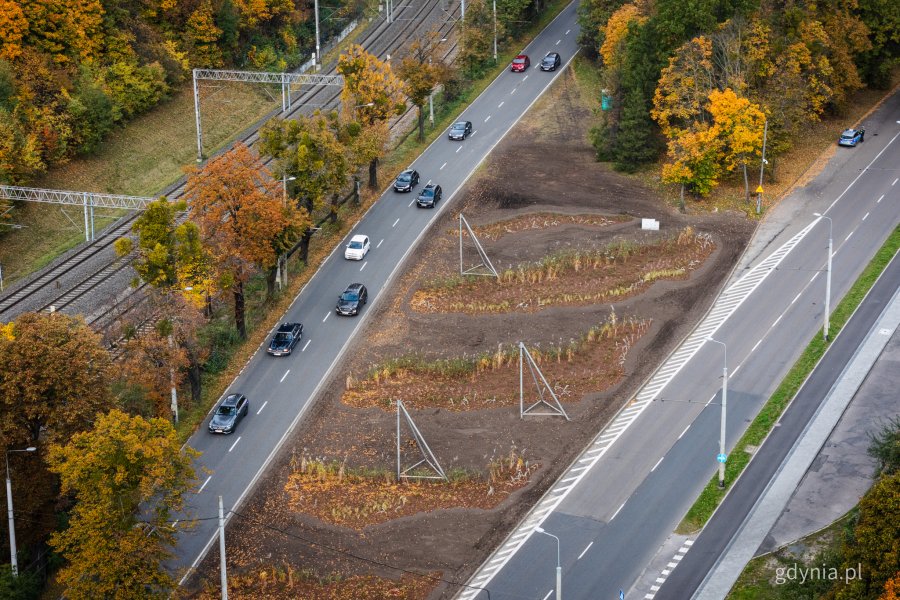 Nowe nasadzenia przy alei Zwycięstwa w Gdyni (fot. Kamil Złoch)