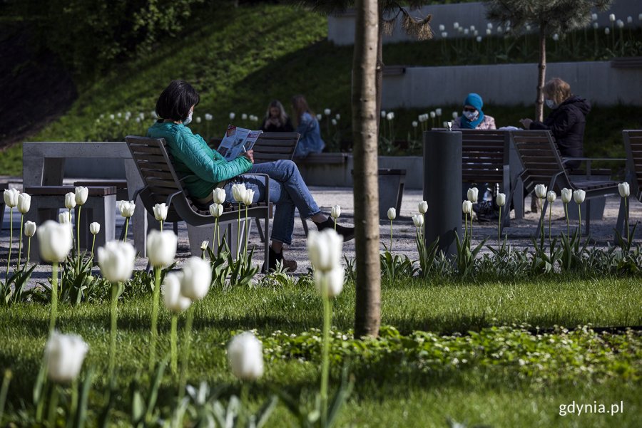 Tulipany w ogrodzie sensorycznym Parku Centralnego. Fot. Przemysław Kozłowski