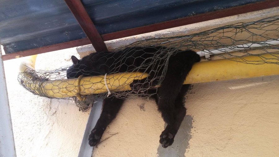 Kot zaplątał się w siatkę zabezpieczającą teren przed gołębiami // facebook.com/Pomorska Fundacja Bracia Mniejsi