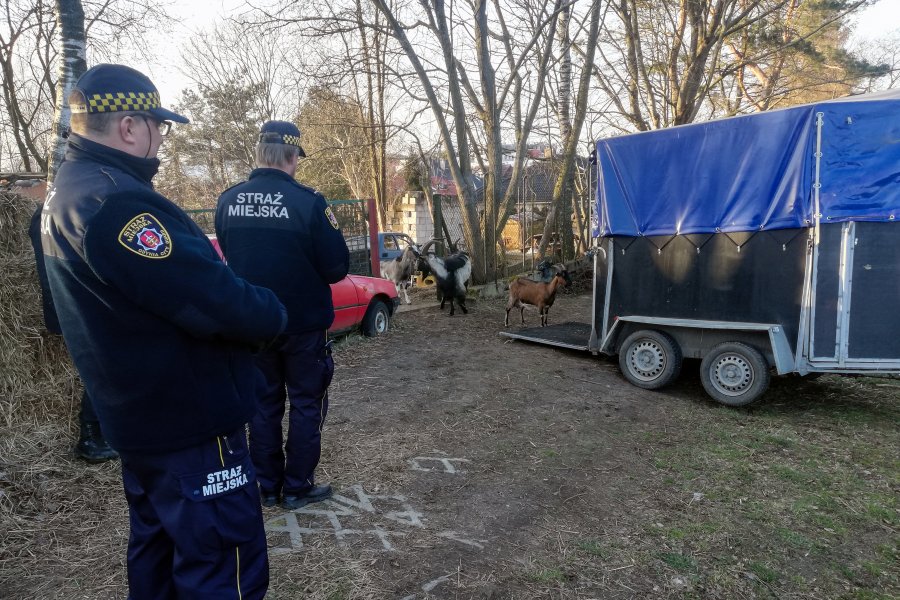 Ratowanie kóz z działki w Wiczlinie. fot. Straż Miejska w Gdyni