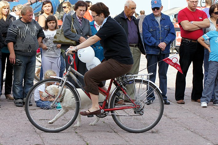 Dzień bez samochodu na rowerze oraz z psem idący obok 