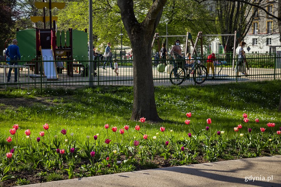 Tulipany w Parku Centralnym. Fot. Przemysław Kozłowski