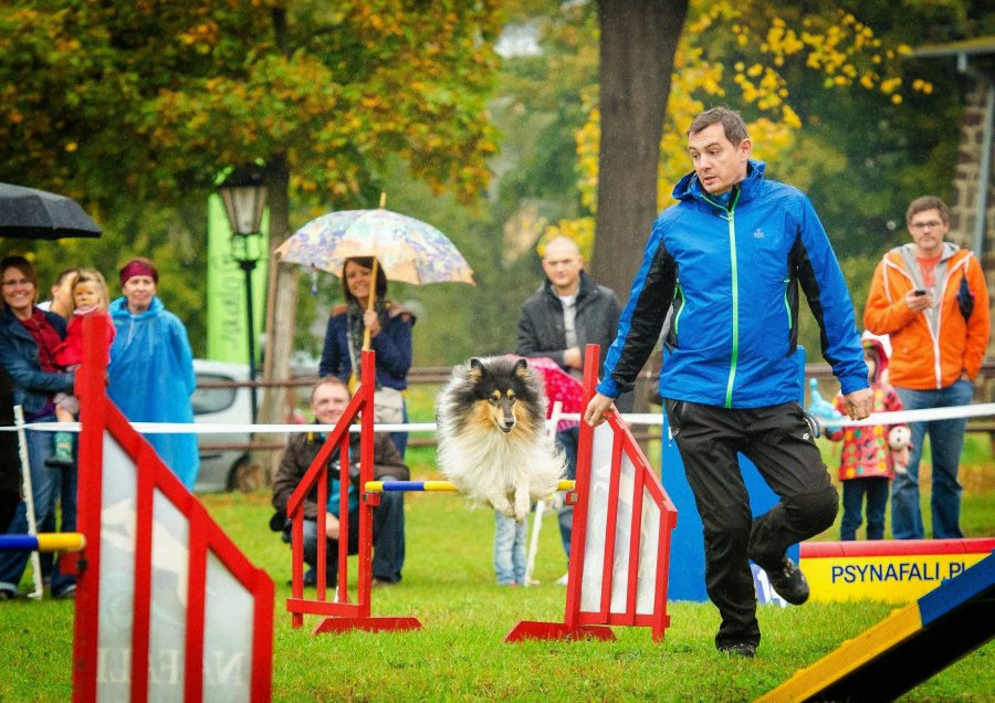 Psie Fikołki 11.10.2014