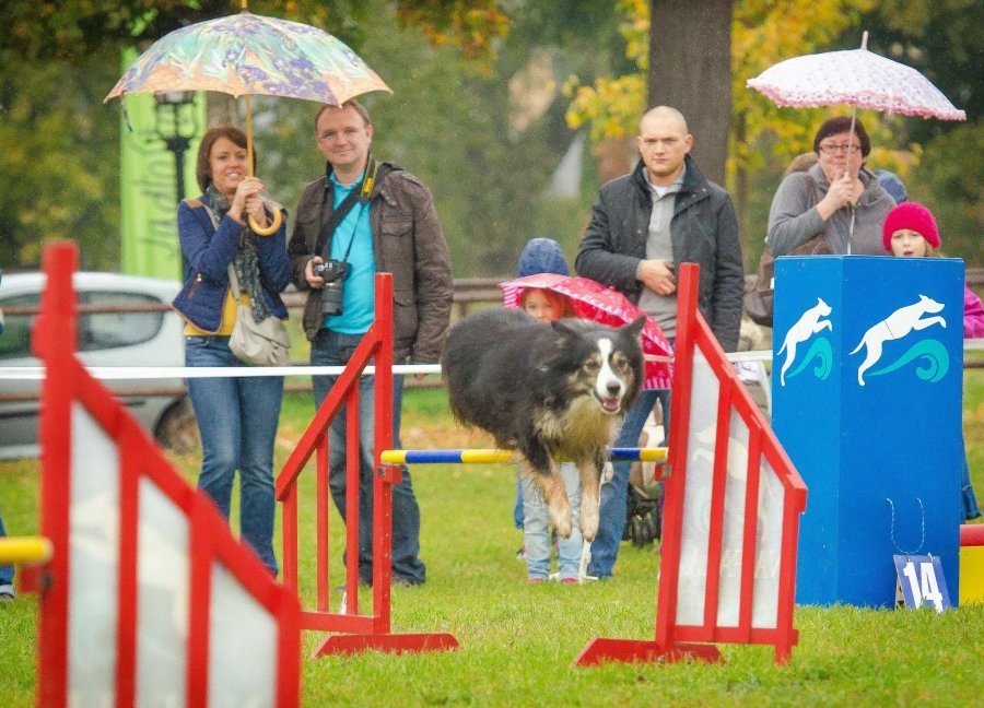 Psie Fikołki 11.10.2014