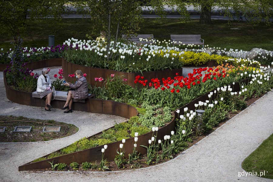 Tulipany w ogrodzie sensorycznym Parku Centralnego. Fot. Przemysław Kozłowski