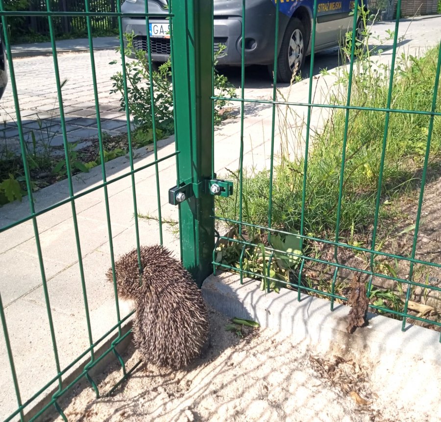 Jeżyk z głową między prętami ogrodzenia