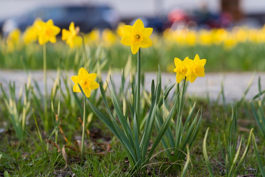 Wiosenne kwiaty w Gdyni
