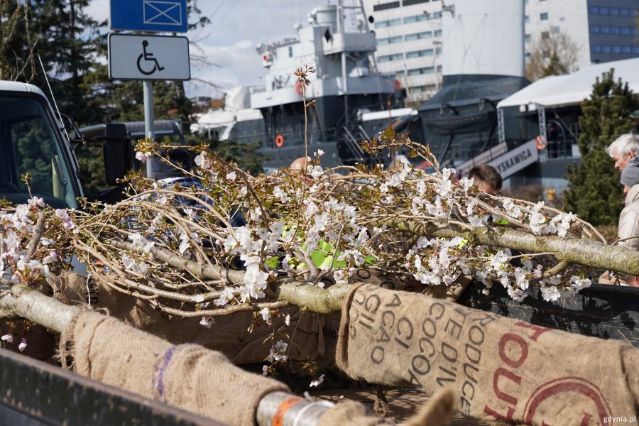 Leżące drzewa wiśni przygotowane do posadzenia