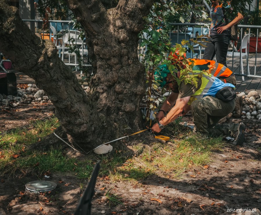 dwie osoby badają drzewo, mierzą, drzewo składa się z kilku pni