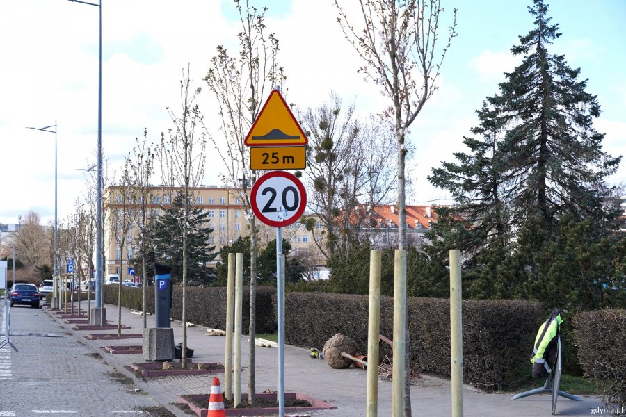 Świeżo posadzone wiśnie przy Alei Jana Pawła II