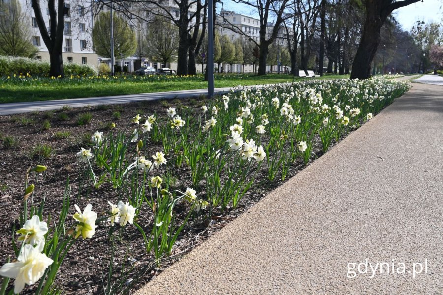 Białe narcyzy w Parku Centralnym (fot. Magdalena Starnawska)