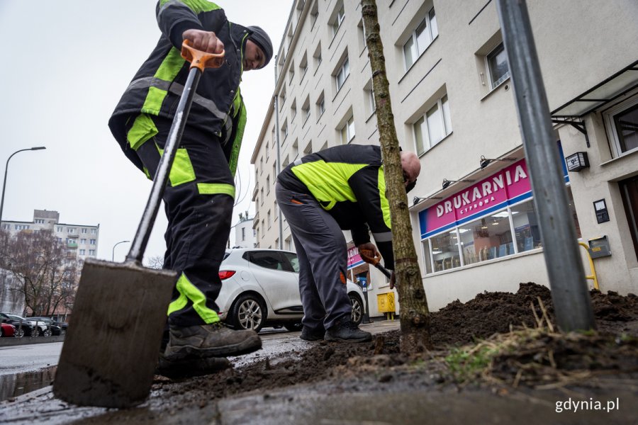 Dwóch mężczyzn sadzi młode drzewo w mieście.