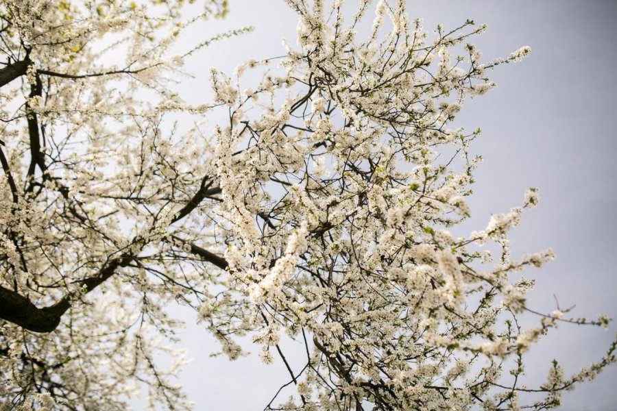 Wiosna #wGdyni w obiektywnie // fot. Karol Stańczak