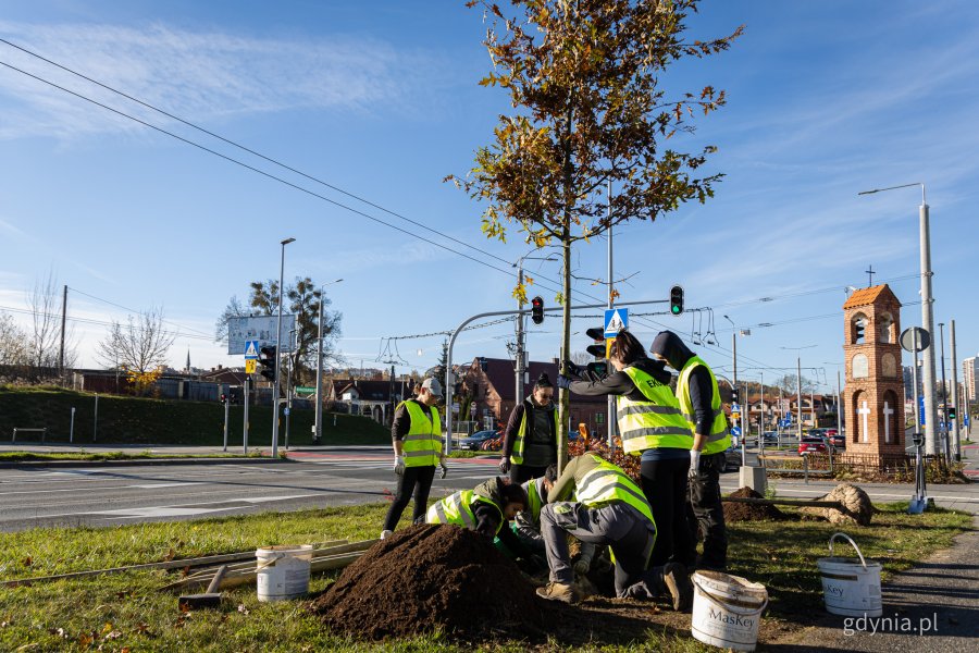 Nasadzenia nowych drzew przy ul. Wielkopolskiej i ul. Chwaszczyńskiej (fot. Kamil Złoch)