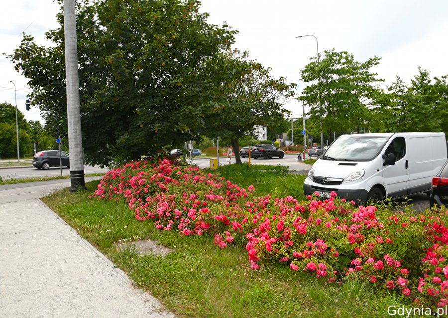 Różowe róże wzdłuż parkingu