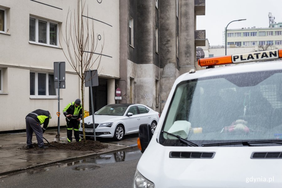 Dwóch mężczyzn sadzi młode drzewo w mieście.