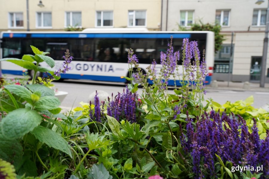 Kompozycje w kwietnych ł&oacute;dkach na ul. Świętojańskiej. (fot. Dominika Nycz)