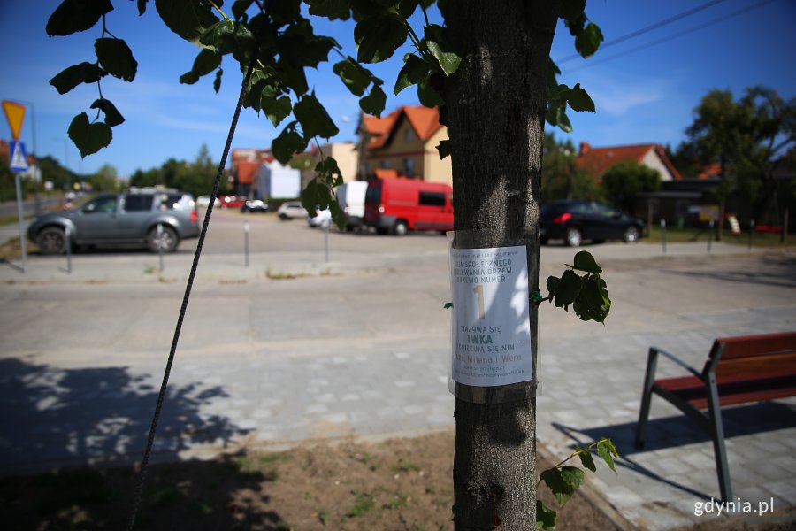 Zdjęcie przedstawia jedno z przesadzonych drzew, na którym jest informacja z jego imieniem i numerem. Drzewo stoi w otoczeniu domów w Wielkim Kacku, w tle widać zaparkowane samochody. Fot. Przemysław Kozłowski