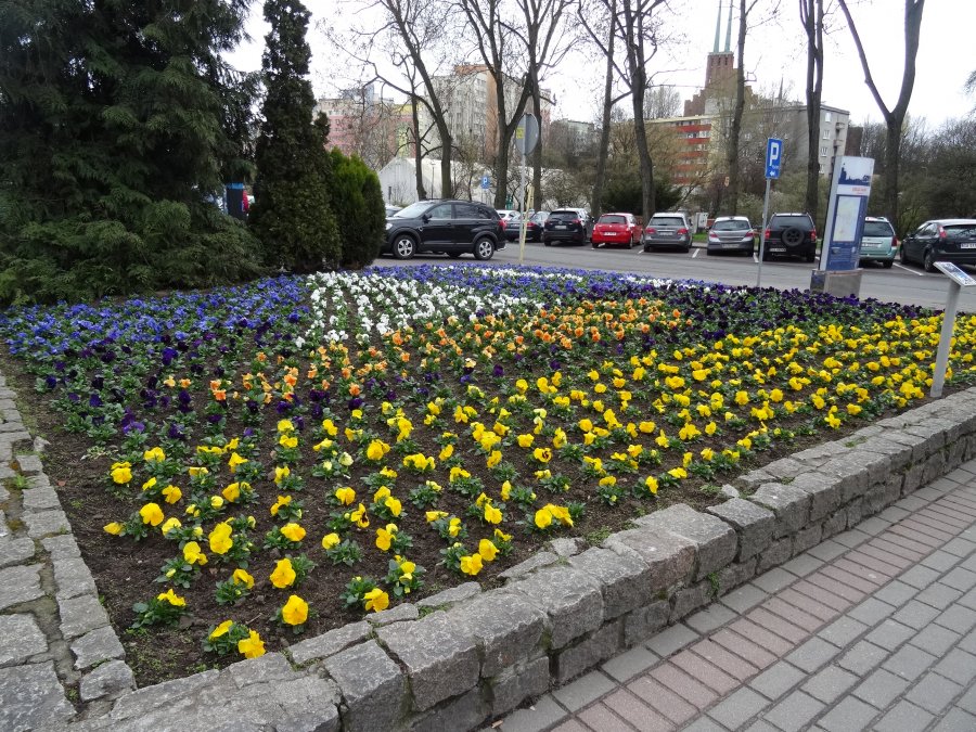 Gdynia malowana kwiatami 2017- realizacja kwietnika