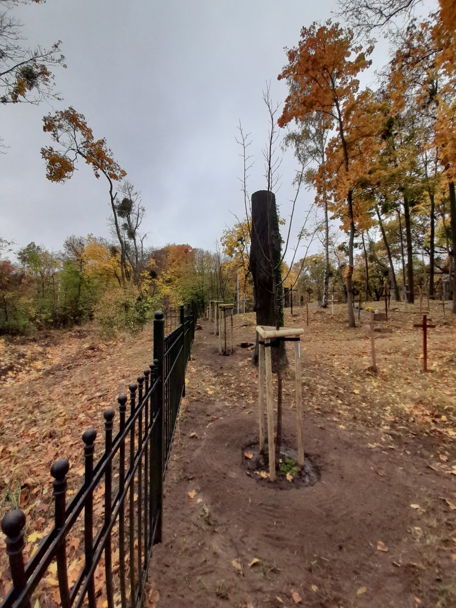 Młode drzewa