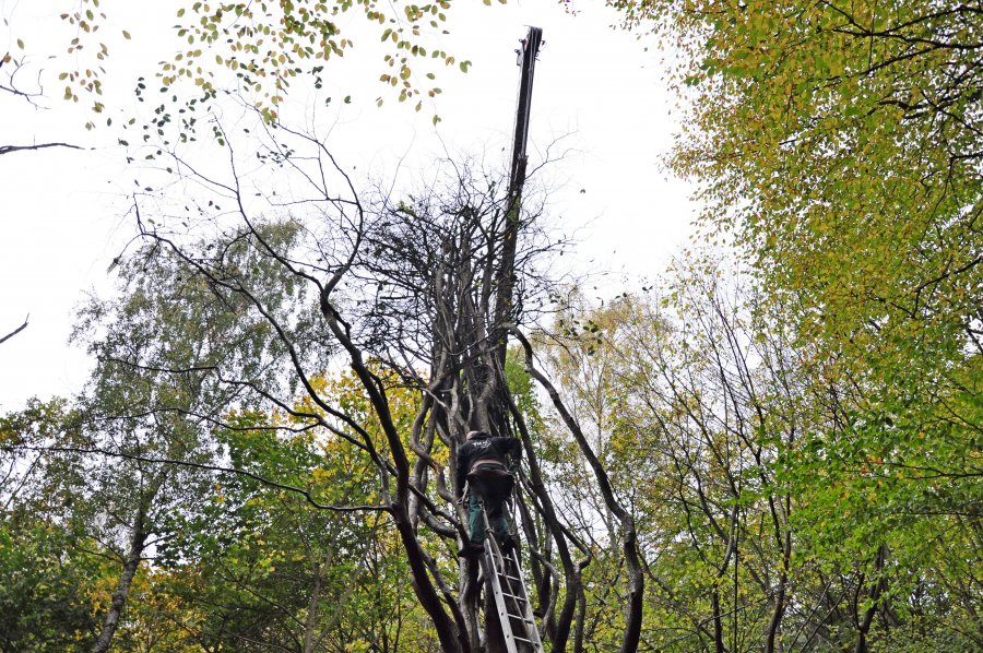 Jarząb Szwedzki przytrzymywany przez dźwig, fot. Michał Kowalski