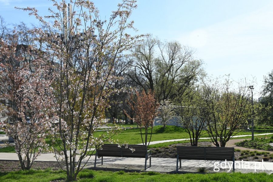 Kwitnące krzewy w Parku Centralnym (fot. Magdalena Starnawska)