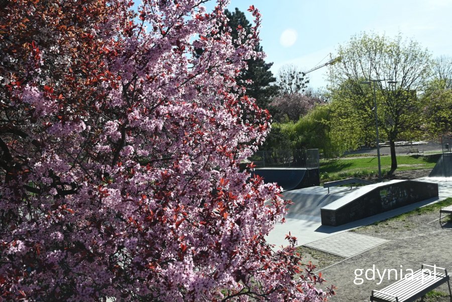 Skatepark w Parku Centralnym (fot. Magdalena Starnawska)