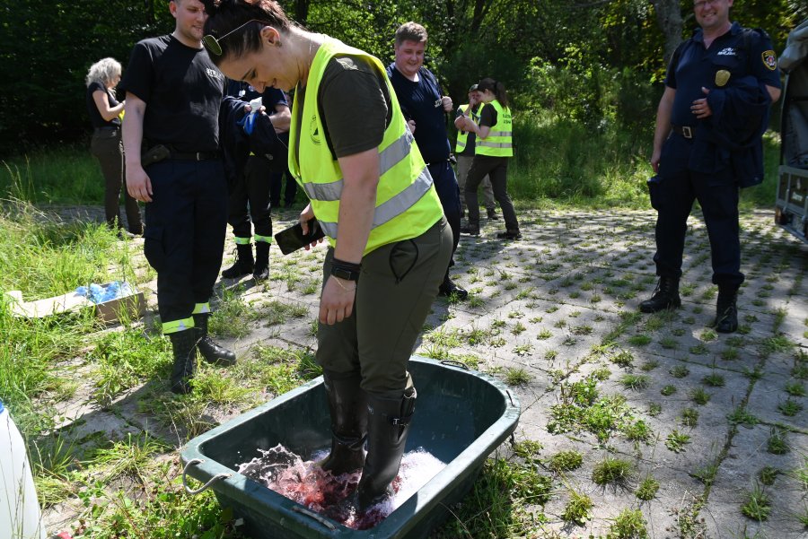 ludzie chodzą po lesie