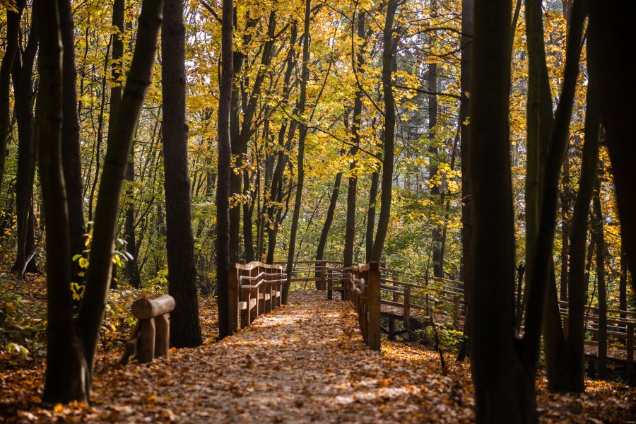 Park leśny na Oksywiu // fot. Karol Stańczak 