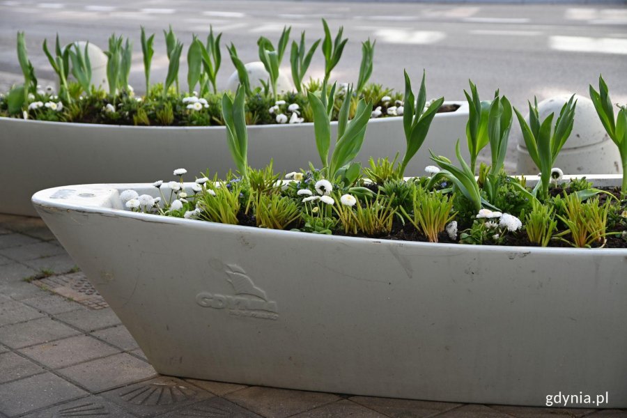 Kwietniki w kształcie ł&oacute;dek na ulicy Świętojańskiej (fot. Adrianna Jask&oacute;łka)