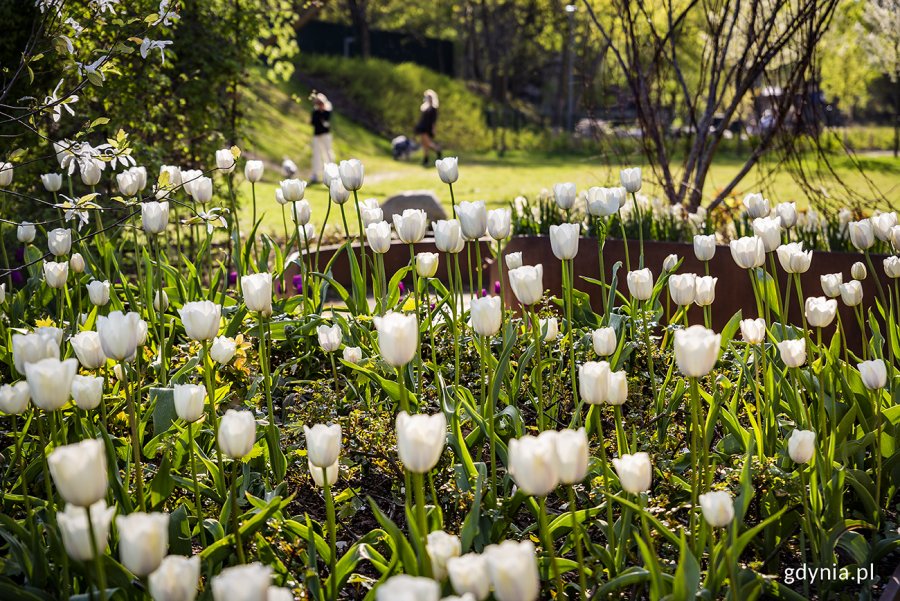 Tulipany w Parku Centralnym. Fot. Przemysław Kozłowski