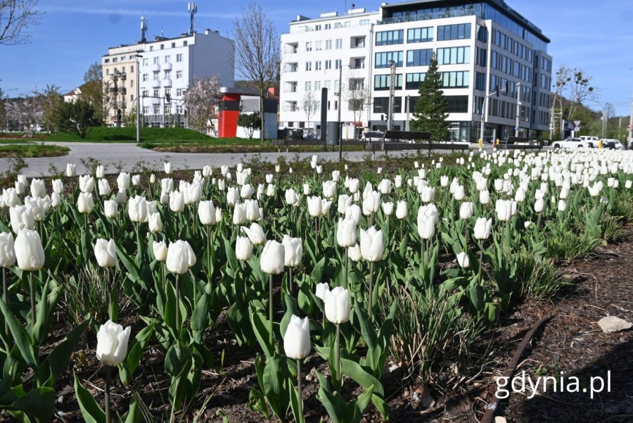 Tulipany przy al. Marszałka Piłsudskiego na wysokości Urzędu Miasta (fot. Magdalena Starnawska)