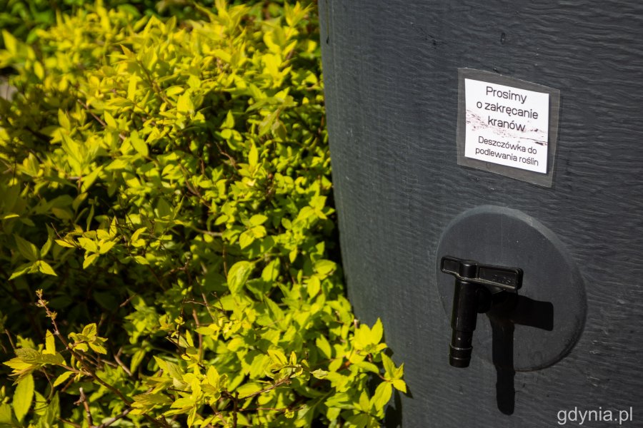 Deszczówka pomaga mieszkańcom dbać o rośliny // fot. Paweł Kukla