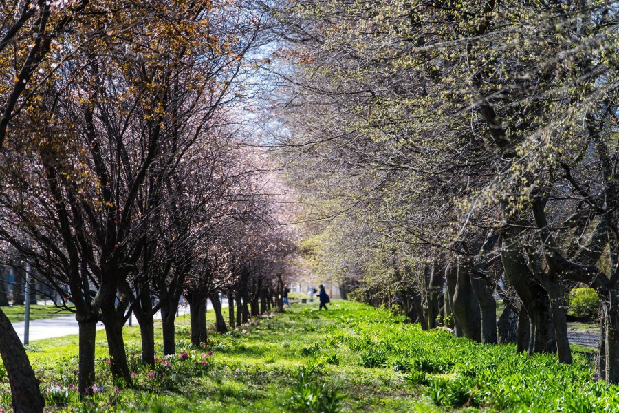 Wiosenne kwiaty w Gdyni