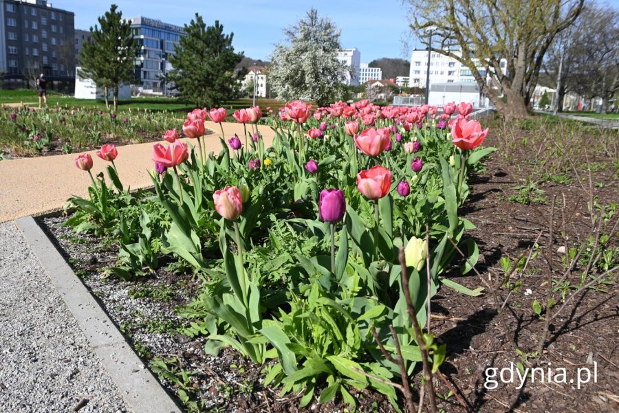 Tulipany w Parku Centralnym (fot. Magdalena Starnawska)