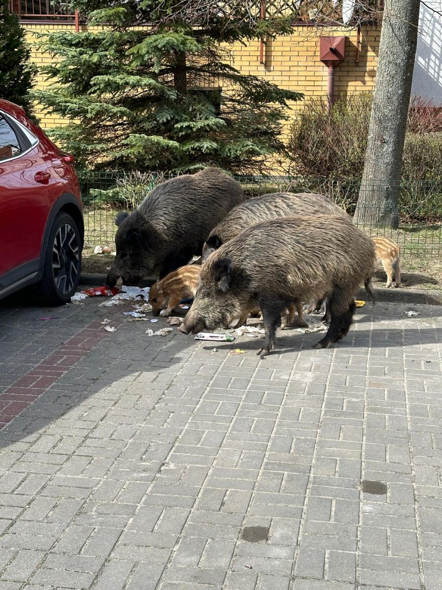 Strażnicy apelują o niedokarmianie dzików (fot. Leonard Wawrzyniak // Straż Miejska w Gdyni)