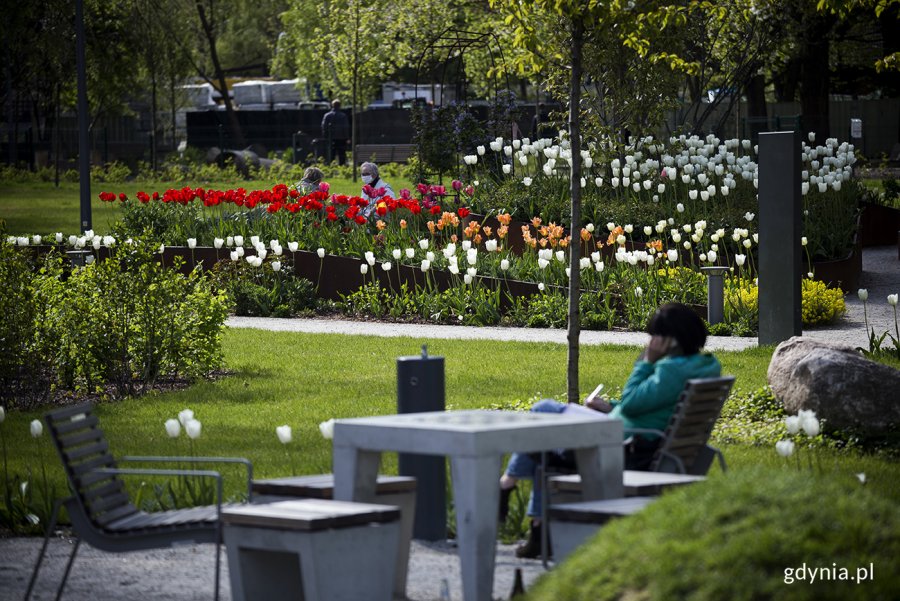 Tulipany w ogrodzie sensorycznym Parku Centralnego. Fot. Przemysław Kozłowski