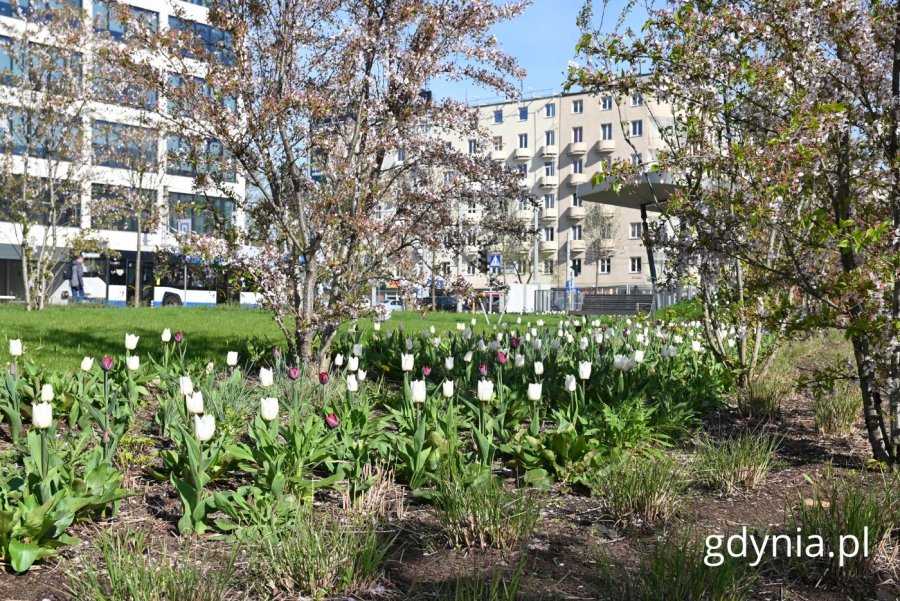 Tulipany (fot. Magdalena Starnawska)