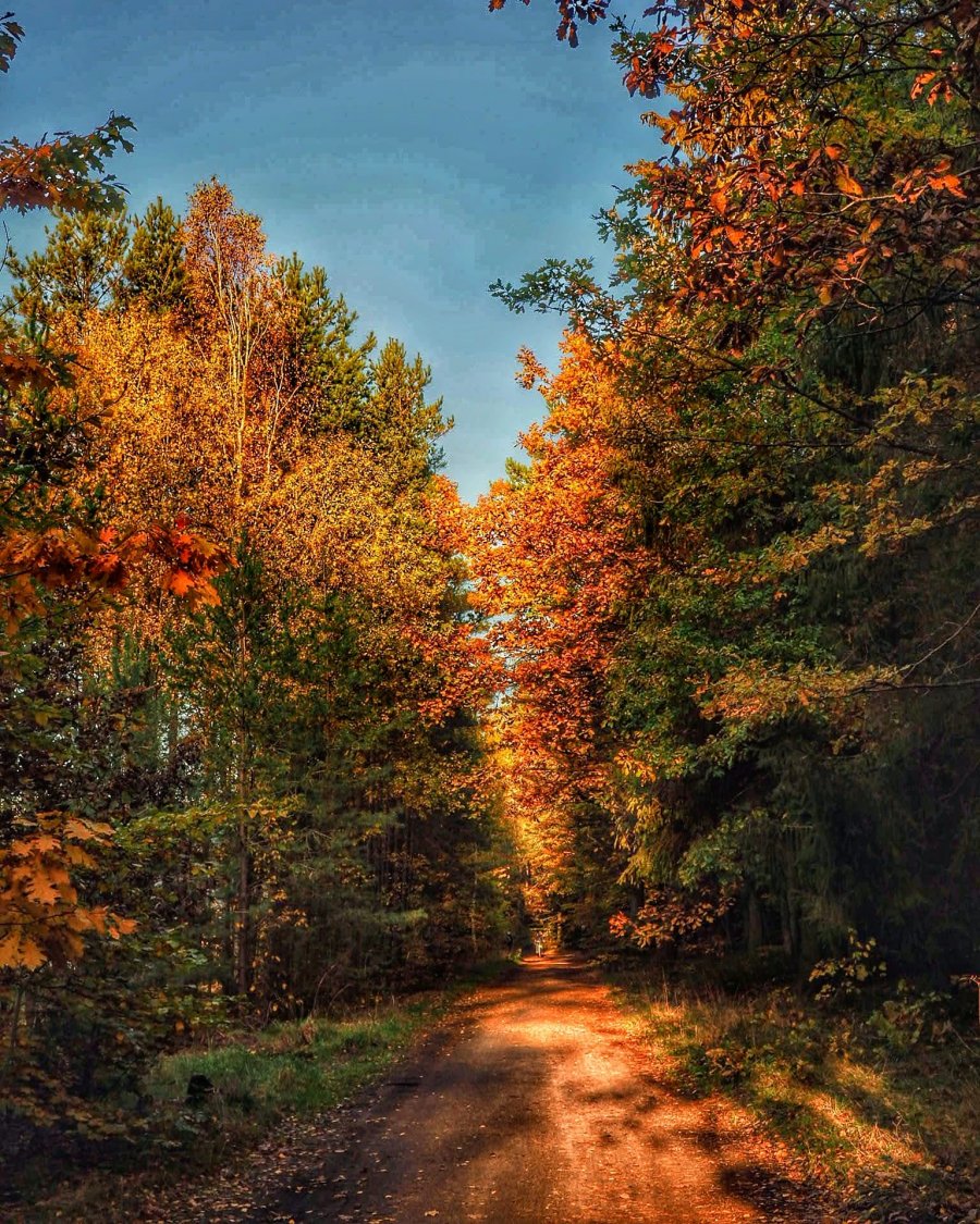 Ogromny obszar Gdyni stanowią lasy. Jesienny spacer po leśnym dukcie przysypanym liśćmi to niezapomniane wrażenie // fot. Madzia Bień (zdjęcie pochodzi z facebookowej grupy Gdynia w obiektywie)