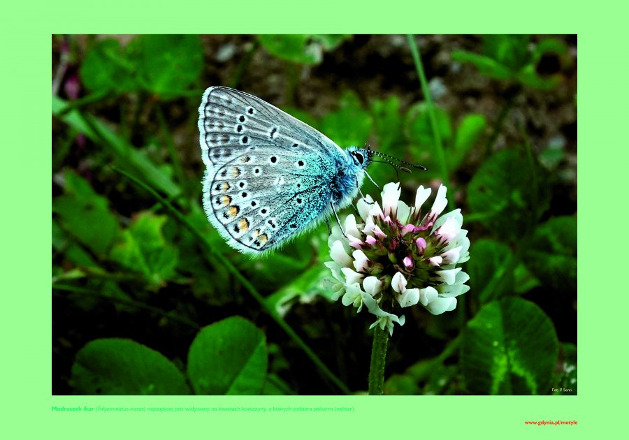 Niebieski motyl na kwiecie koniczyny.