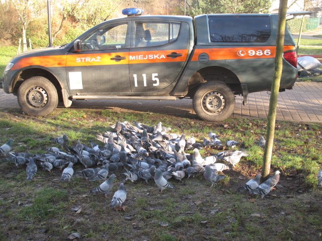 Ekopatrol dokarmia ptaki i zwierzęta w zimie // fot. Straż Miejska w Gdyni