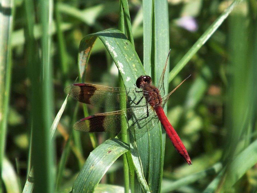 Sympetrum pedemontanum - Szablak przepasany fot. Peter Senn