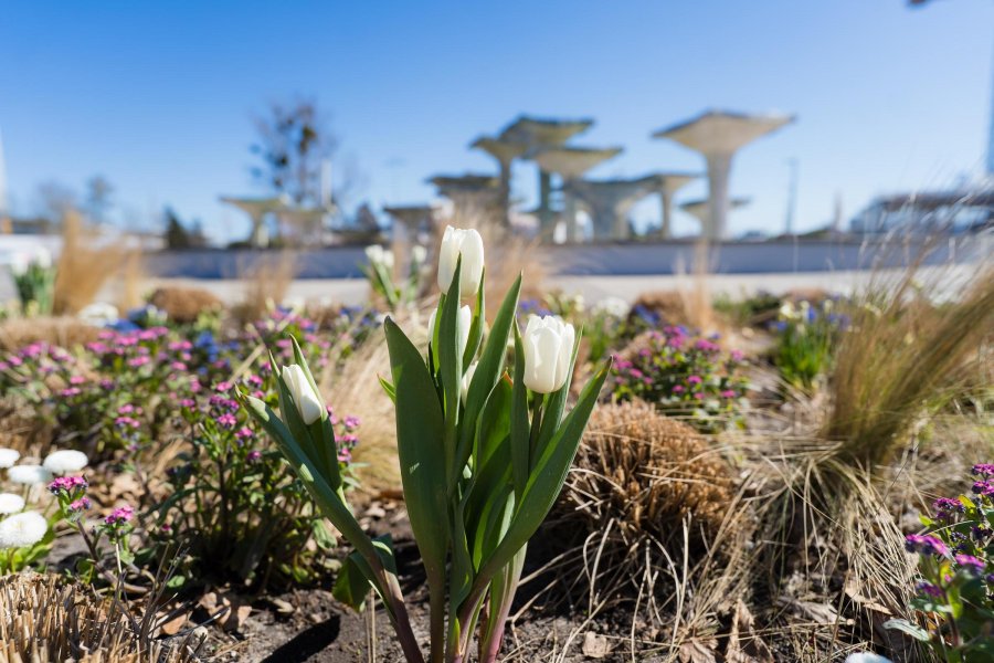 Wiosenne kwiaty w Gdyni (fot. Paweł Budziński)