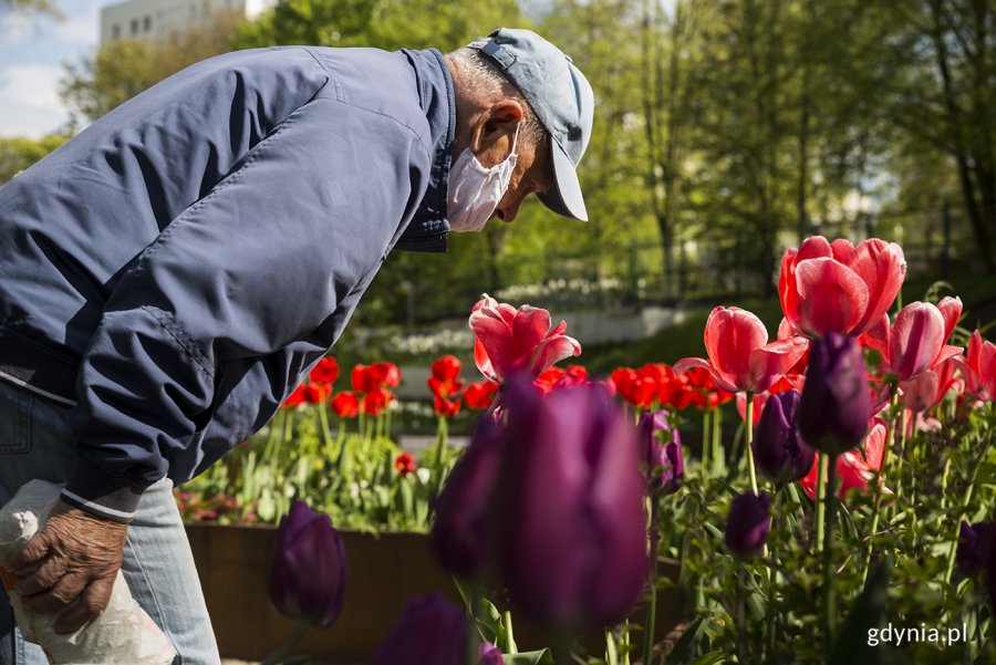 Tulipany w ogrodzie sensorycznym Parku Centralnego. Fot. Przemysław Kozłowski