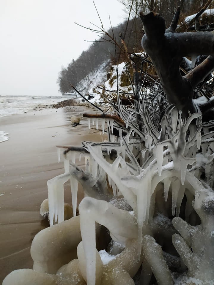 Konary przy plaży pokryte lodem, fot. Joanna Truszczyńska